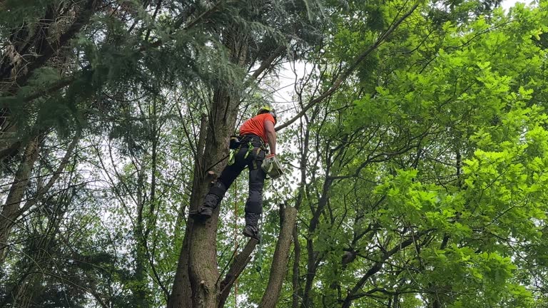 Best Storm Damage Tree Cleanup  in USA